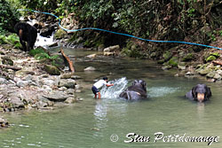 Bain des éléphants dans la rivière - Phang Nga