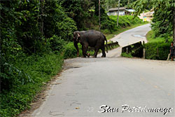 Elephants on the road at the Phang Nga Adventure camp