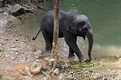 Elephants on river bank at the Phang Nga Adventure camp