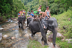 Elephants in the river at the Phang Nga Adventure camp