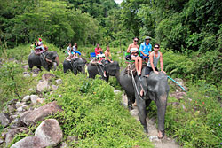 Elephant junglr trek at the Phang Nga Adventure camp