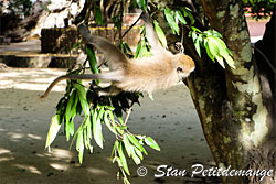 Monkeys playing in trees - Suwankuha temple - monkey cave - Phang Nga Adventure camp