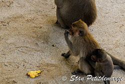 Suwankuha temple - Monkey cave - Phang Nga Adventure camp