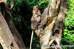 Suwankuha temple - Monkey cave - Phang Nga Adventure camp