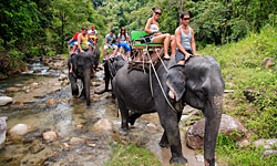 promenade et treck à dos d'éléphant Phang Nga