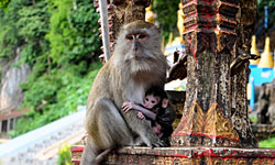 Suwankuha Temple et monkey cave et the Phang Nga Phuket Adventure Camp