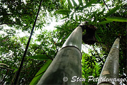 Forêt de bambous sur le sentier de la chute d'eau - Phang Nga