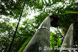 Bamboo forest on the way to the waterfall - Phang Nga Adventure camp